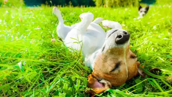 Los perros son una buena compañía, y algunos de ellos protegen tu hogar de los delincuentes