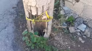 Postes de concreto de la CFE en Calkiní, Campeche, presentan riesgo de colapso.