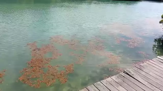 Arribo adelantado de sargazo en Quintana Roo prende alertas ambientales y económicas