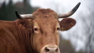 México y Estados Unidos frenan importación de ganado por brote de gusano barrenador: qué animales quedan restringidos.