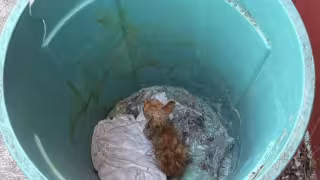 Indignación en Champotón: Abandonan a un “michi” en un bote de basura en Paraíso