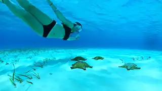 Al ser un Área Natural Protegida, está prohibido tocar y extrae las estrellas de su hábitat