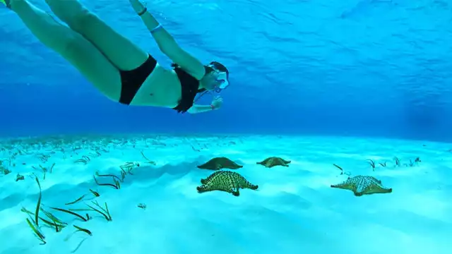 Al ser un Área Natural Protegida, está prohibido tocar y extrae las estrellas de su hábitat