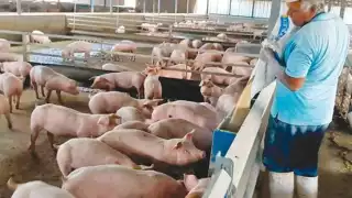 Kekén 'chantajea' con Internet operación de granjas porcícolas en Yucatán, acusan