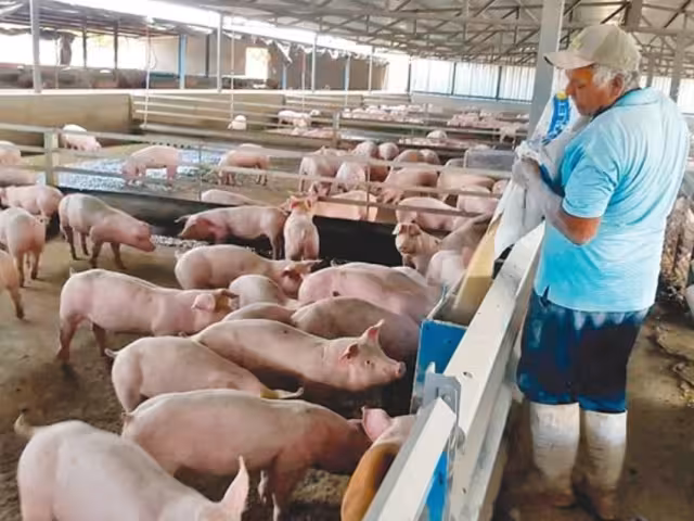 Los activistas aseguran que durante la pandemia, Kekén duplicó su producción