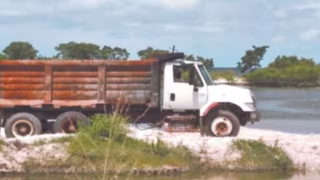 El mangle es una especie protegida en Campeche