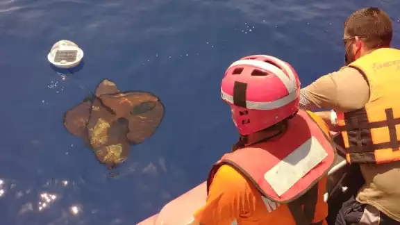 La Semar espera que con estas sondas liberadas, se pueda obtener información más precisa de la llegada del sargazo a Quintana Roo La Semar espera que con estas sondas liberadas, se pueda obtener información más precisa de la llegada del sargazo a Quintana Roo
