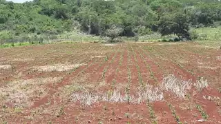 Los agricultores aceleraron la temporada de siembra para aprovechar las primeras lluvias de junio cmo preventiva