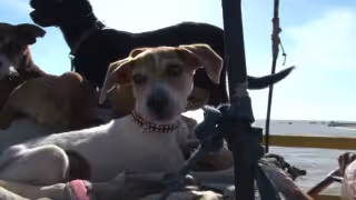 Activistas llaman a denunciar maltrato animal tras polémico caso de husky en Ciudad del Carmen