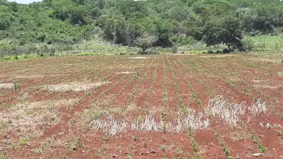 Los agricultores aceleraron la temporada de siembra para aprovechar las primeras lluvias de junio cmo preventiva