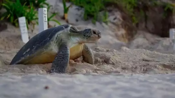Xcacel-Xcacelito: “El Santuario de las Tortugas”. Xcacel-Xcacelito: “El Santuario de las Tortugas”.