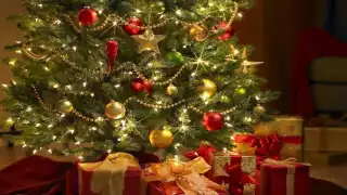 Conoce el árbol navideño tropical que crece en Yucatán