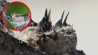 Registran crías de colibrí tijereta mexicano en Sisal, emblema de Yucatán en peligro de extinción