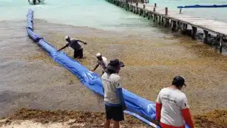 Instalan barrera anti sargazo de 5 kilómetros en Playa del Carmen