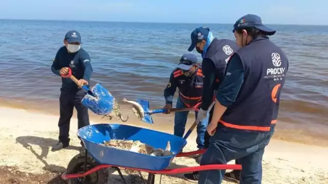 Especialistas han encontrado restos tóxicos en los peces de la costa yucateca