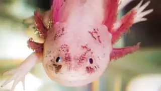 El ajolote tiene el genoma más grande que se ha secuenciado hasta ahora. Es 10 veces más  que el genoma humano