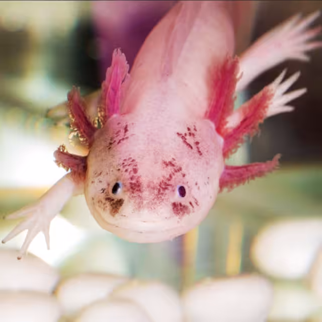 El ajolote tiene el genoma más grande que se ha secuenciado hasta ahora. Es 10 veces más  que el genoma humano