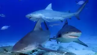 Sólo hay una cooperativa autorizada para la pesca.