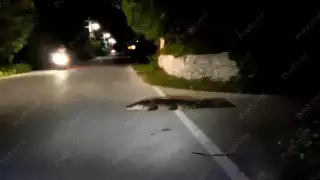 El reptil fue visto sobre la carretera, por lo que vecinos pidieron ayuda a las autoridades para su captura, pero se escapó