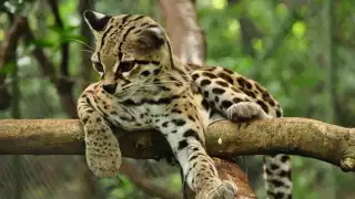 Tigrillo: El felino en peligro de extinción que habita en Quintana Roo