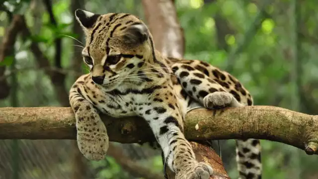 El tigrillo se encuentra en peligro de extinción y esta en la lista de la NOM-059 y es considerada una especie bajo amenaza