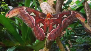 Este insecto también se la conoce como la mariposa serpiente