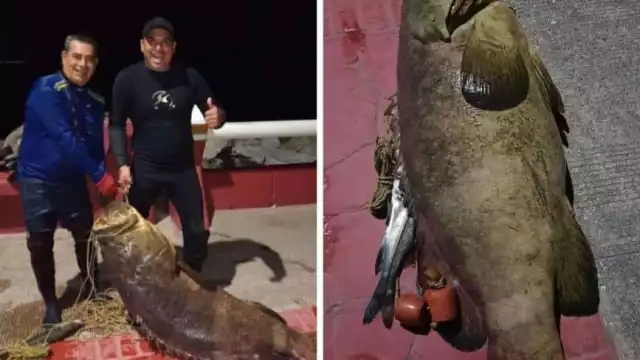 Este es el pez más grande en su tipo, que se ha capturado en lo que va del año en Coatzacoalcos, al sur de Veracruz
