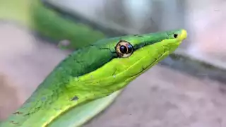 Las bejuquillas suelen cazar aves o ratones