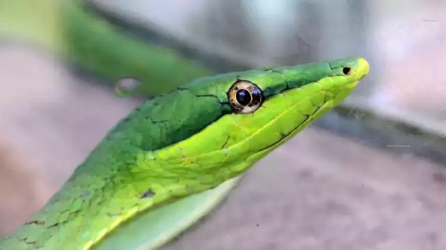 Las bejuquillas suelen cazar aves o ratones