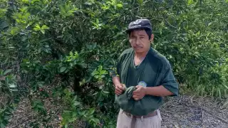 Los productores de limón en Dzan indicaron que los ladrones llegan a los cultivos en motocicletas y por las noches