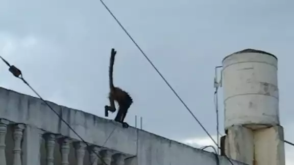 El mono araña será llevado al zoológico de Mérida El mono araña será llevado al zoológico de Mérida