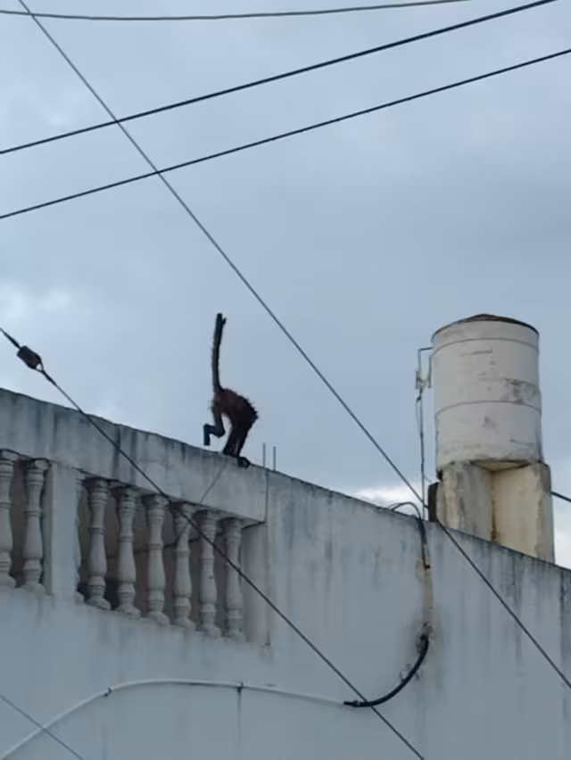 El mono araña será llevado al zoológico de Mérida