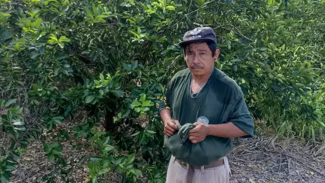 Los productores de limón en Dzan indicaron que los ladrones llegan a los cultivos en motocicletas y por las noches