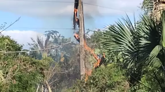 La instalación eléctrica estaba cubierta por hojas secas de una enredadera La instalación eléctrica estaba cubierta por hojas secas de una enredadera