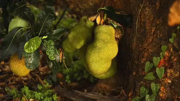 La piel de la yaca tiene un aspecto rugoso de color verde o marrón