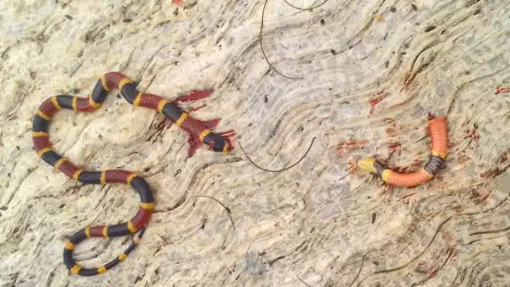 Algunas de las especies son peligrosas por su veneno