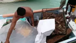 Precio de la langosta en Isla Mujeres se duplica tras caída causada por la pandemia
