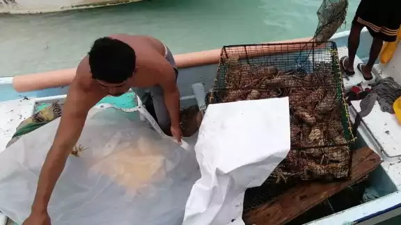 La Federación de Cooperativas de Quintana Roo prevé que para la próima temporada puedan ofrecer a restauranteros costos mínimos entre 650 pesos por langosta viva y mas de mil pesos por kilogramo de cola La Federación de Cooperativas de Quintana Roo prevé que para la próima temporada puedan ofrecer a restauranteros costos mínimos entre 650 pesos por langosta viva y mas de mil pesos por kilogramo de cola