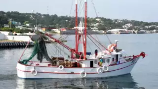 En la entidad se cuenta con 135 embarcaciones camaroneras, de las cuales 115 pertenecen a Campeche y 20 al municipio de Carmen