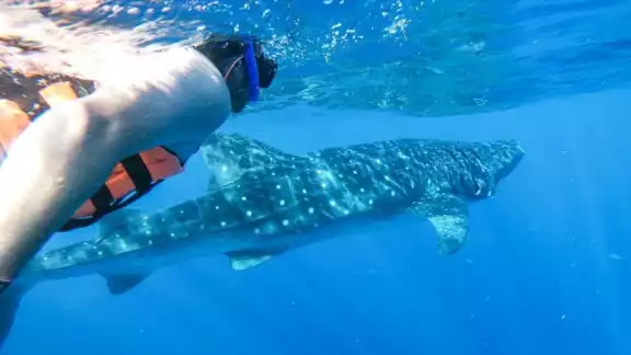 Sólo pueden nadar dos personas a la vez junto al animal. Sólo pueden nadar dos personas a la vez junto al animal.