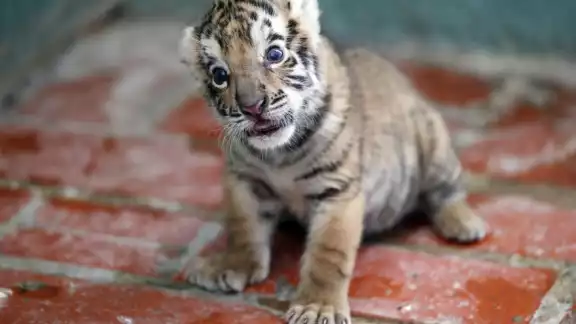 El tigre de bengala presuntamente era trasladado a Quintana Roo El tigre de bengala presuntamente era trasladado a Quintana Roo