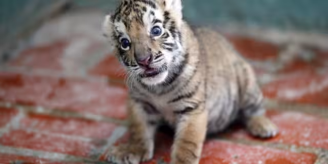 El tigre de bengala presuntamente era trasladado a Quintana Roo