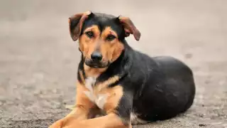 Suman casi 200 adopciones de perros en Mérida; así se puede darle un nuevo hogar un “lomito”