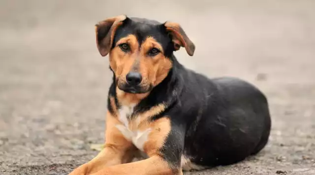 La Unidad de Protección Animal podría cerrar el año con 200 apadrinamientos de mascotas rescatadas.