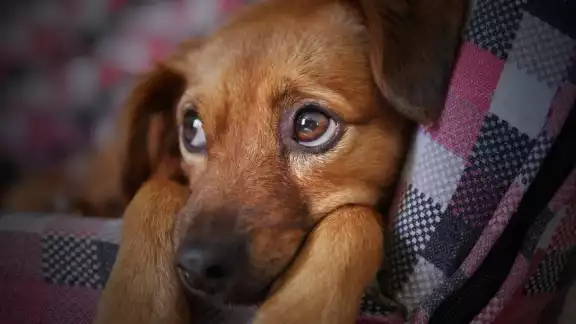 Los perros pueden contraer el 'coronavirus canino' por lo que es recomendable vacunarlos contra ese virus. Foto: La Opinión de Murcia