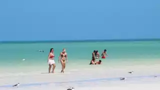El poco sargazo que llega es usado para evitar la erosión de las playas en Holbox