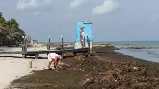 Así luce el sargazo en las playas de Holbox