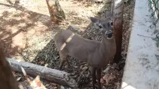 El venado cola blanca es una de las especies que protegen en el sitio