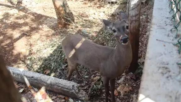 El venado cola blanca es una de las especies que protegen en el sitio El venado cola blanca es una de las especies que protegen en el sitio