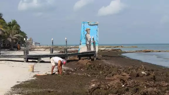 Así luce el sargazo en las playas de Holbox Así luce el sargazo en las playas de Holbox